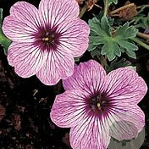 Geranium cin. 'Ballerina' GM P9 BIO