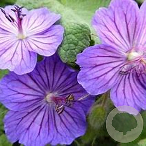 Geranium ibericum 'Turco' GM P9 BIO