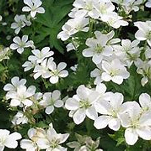 Geranium ph. 'Album' GM P9 BIO