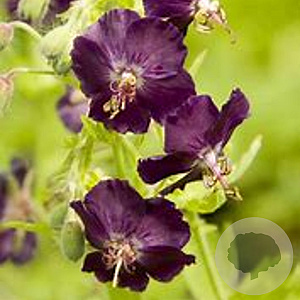 Geranium ph. 'Raven' GM P9 BIO