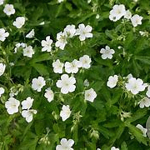 Geranium macul. 'Album' GM P9 BIO