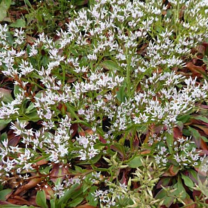 Goniolimon tataricum GM P9 BIO