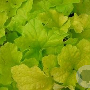Heuchera 'Citronelle' GM P9 BIO