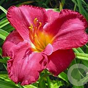 Hemerocallis 'Charles Johnston' GM P9 BIO