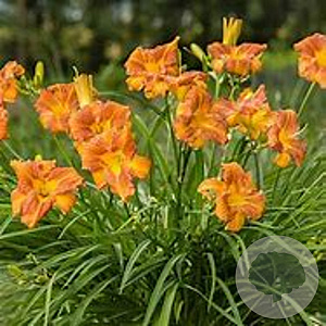 Hemerocallis Everydaylily Orange GM P9 BIO