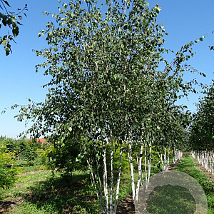 Betula utilis jacquemontii 400-450 cm draadkluit meerstammig