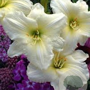 Hemerocallis 'Joan Senior' GM P9 BIO