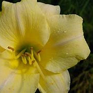 Hemerocallis 'Longfields Pearl' GM P9 BIO