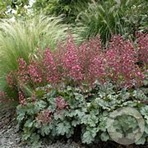 Heuchera 'Paris' GM P9 BIO