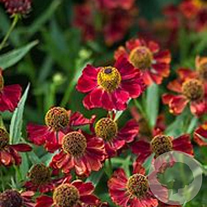 Helenium 'Rubinzwerg' GM P9 BIO