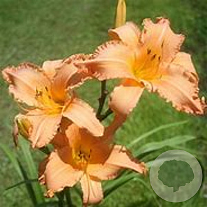 Hemerocallis 'Sandy Breeze' GM P9 BIO