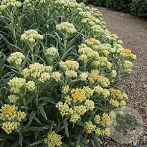 Helichrysum 'Schwefellicht' GM P9 BIO