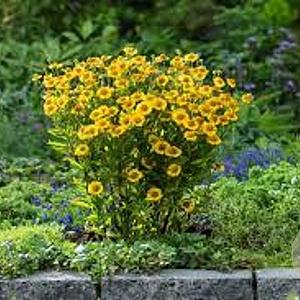 Helenium 'Sombrero' GM P9 BIO