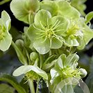 Helleborus sternii GM P9 BIO