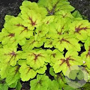 Heucherella 'Stoplight' GM P9 BIO