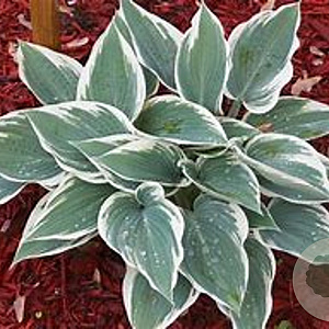 Hosta 'El Niño' GM P9 BIO