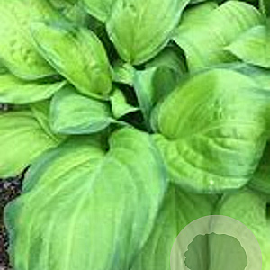 Hosta 'Guacamole' GM P9 BIO