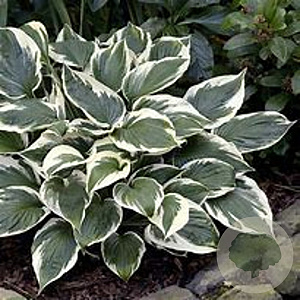Hosta 'Minuteman' GM P9 BIO
