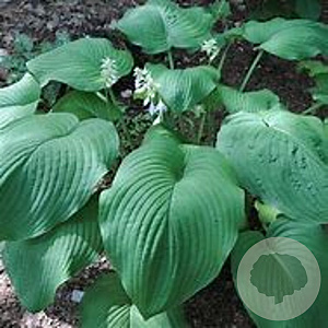 Hosta 'T Rex' GM P9 BIO