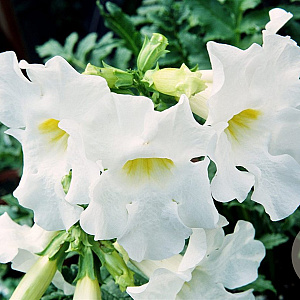 Incarvillea del. 'Snowtop' GM P9 BIO