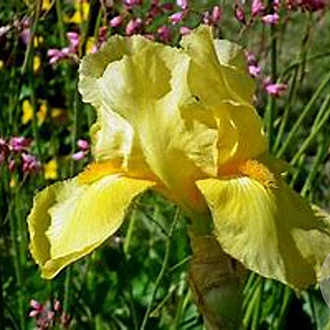 Iris (G) 'Helge' GM P9 BIO