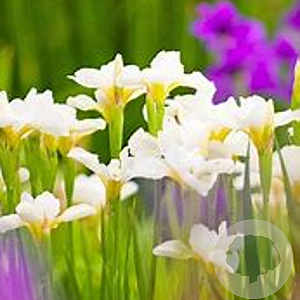Iris sanguinea 'Snow Queen' GM P9 BIO