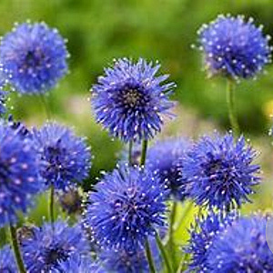 Jasione laevis 'Blaulicht' GM P9 BIO