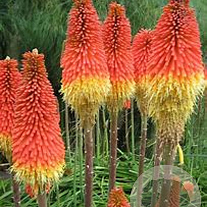 Kniphofia caulescens GM P9 BIO