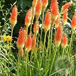 Kniphofia uvaria 'Grandiflora' GM P9 BIO