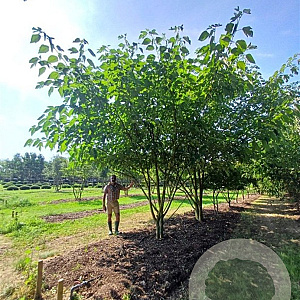 Broussonetia papyrifera 500-600 cm draadkluit meerstammig