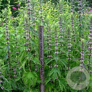 Leonurus cardiaca 'Grobbebol' GM P9 BIO