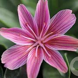 Lewisia 'Little Plum' GM P9 BIO