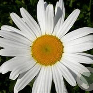 Leucanthemum (S) 'Polaris' GM P9 BIO