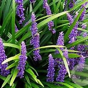 Liriope muscari 'Majestic' GM P9 BIO
