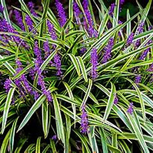 Liriope muscari 'Variegata' GM P9 BIO