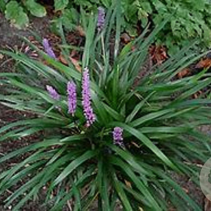 Liriope spicata GM P9 BIO