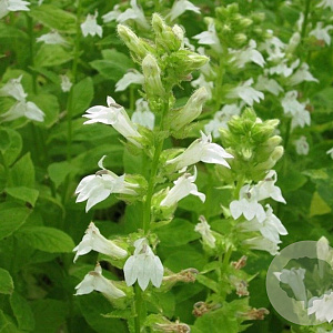 Lobelia siphilitica 'Alba' GM P9 BIO