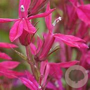 Lobelia 'Tania' GM P9 BIO