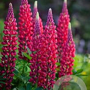 Lupinus 'The Pages' GM P9 BIO