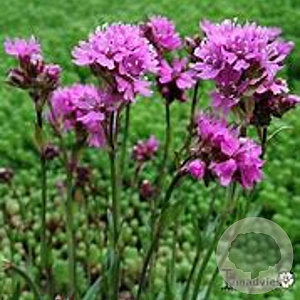 Lychnis alpina 'Rosea' GM P9 BIO