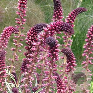 Lysimachia atropurpurea GM P9 BIO