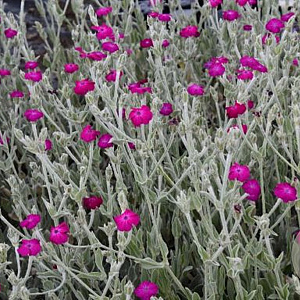 Lychnis coronaria 'Atrosanguinea' GM P9 BIO