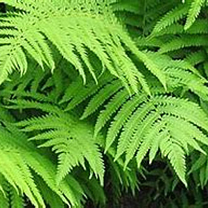 Matteuccia orientalis GM P9 BIO