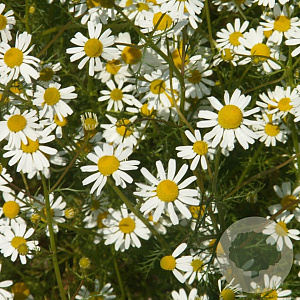 Matricaria recutita GM P13 Biologisch