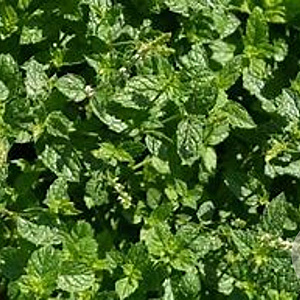 Mentha spicata 'Nigra' GM P9 BIO