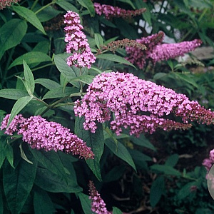 Buddleja d. 'Ile de France' 50-60 cm 3,0L