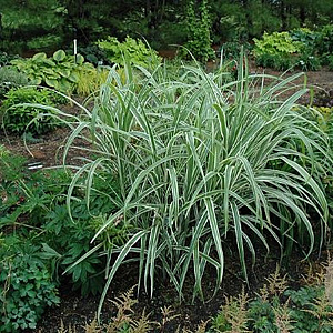 Miscanthus sin. 'Cosmopolitan' GM P9 BIO