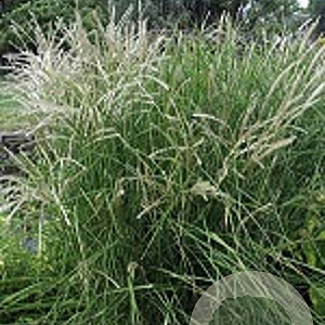 Miscanthus sin. 'Kleine Fontäne' GM P9 BIO