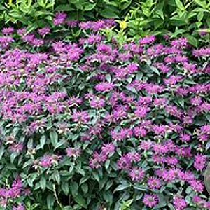 Monarda 'Acpetdel' GM P9 BIO