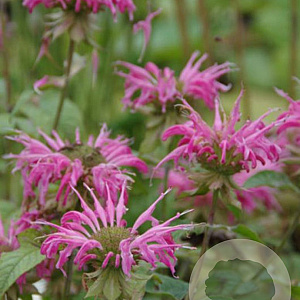 Monarda 'Croftway Pink' GM P9 BIO